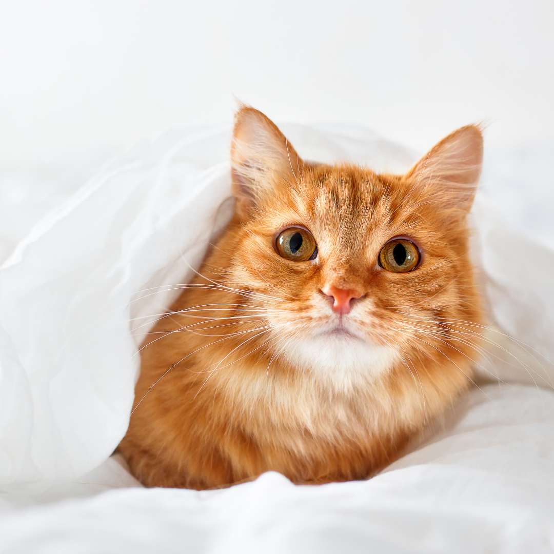 Cat's