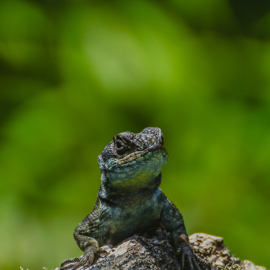 Reptile's